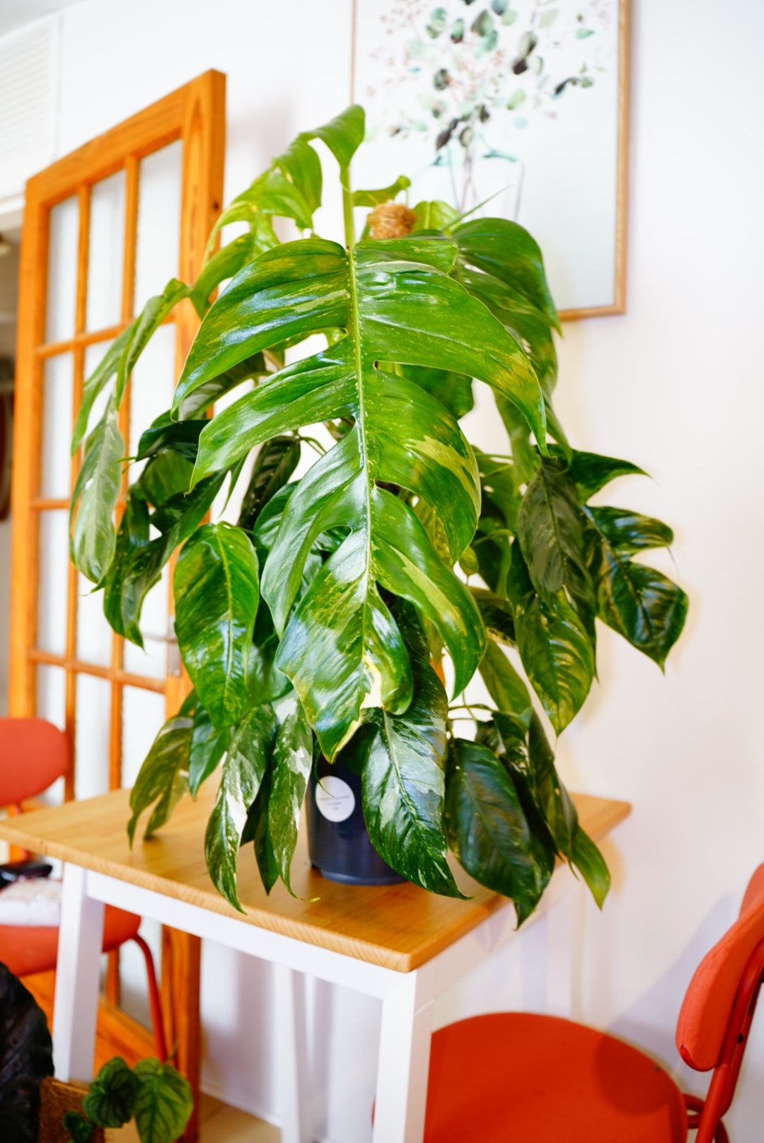 Epipremnum ‘Skeleton Key Variegata’