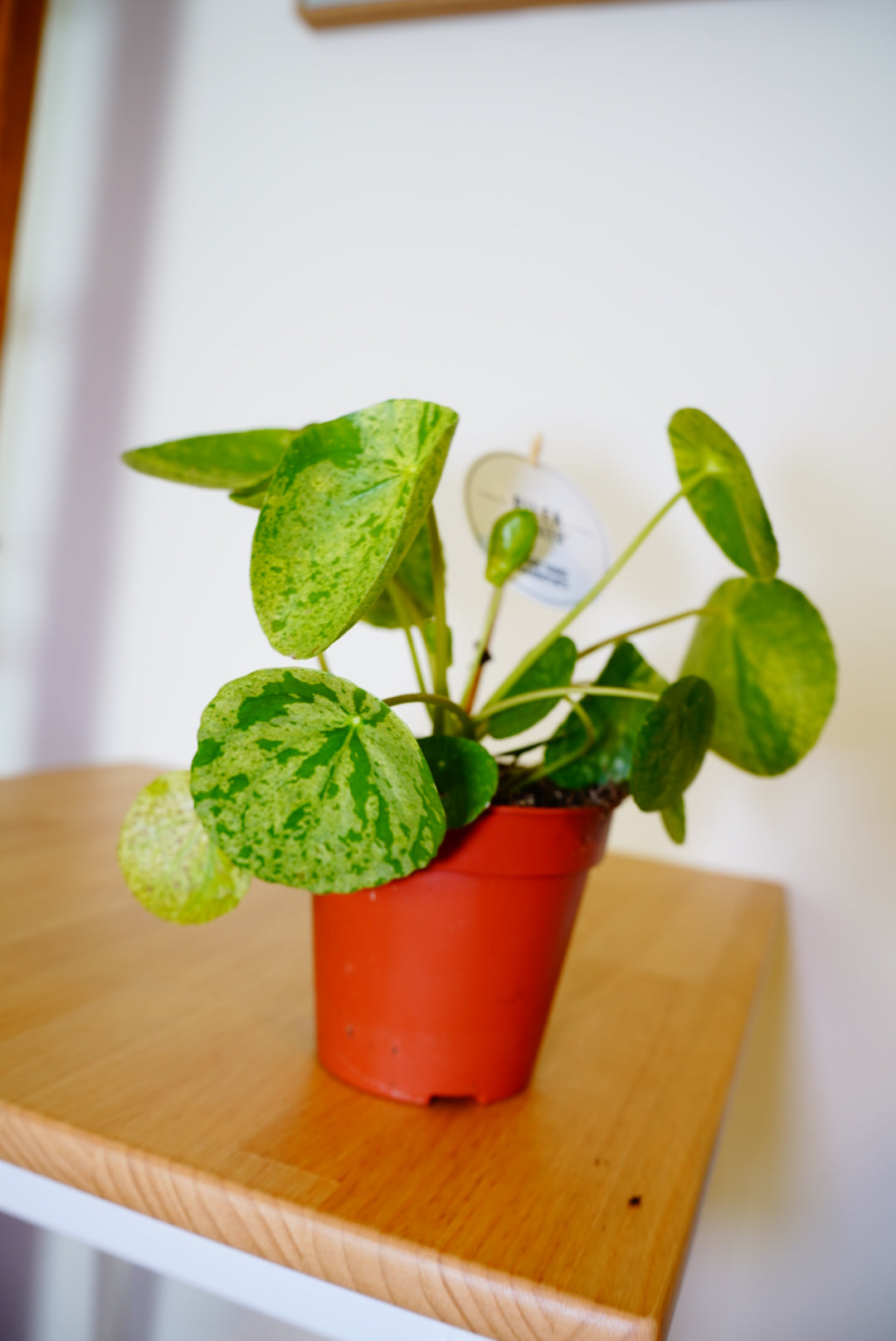 Mojito Pilea (Pilea peperomioides 'Mojito')