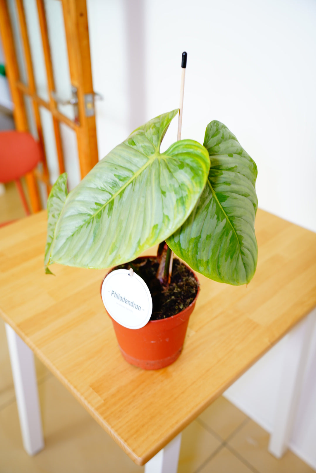 Sodiroi Philodendron