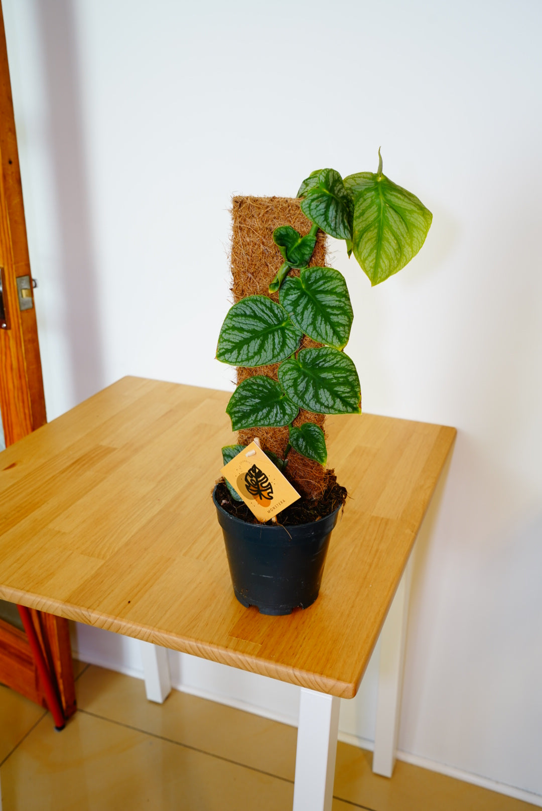 Dubia Monstera Juvenile
