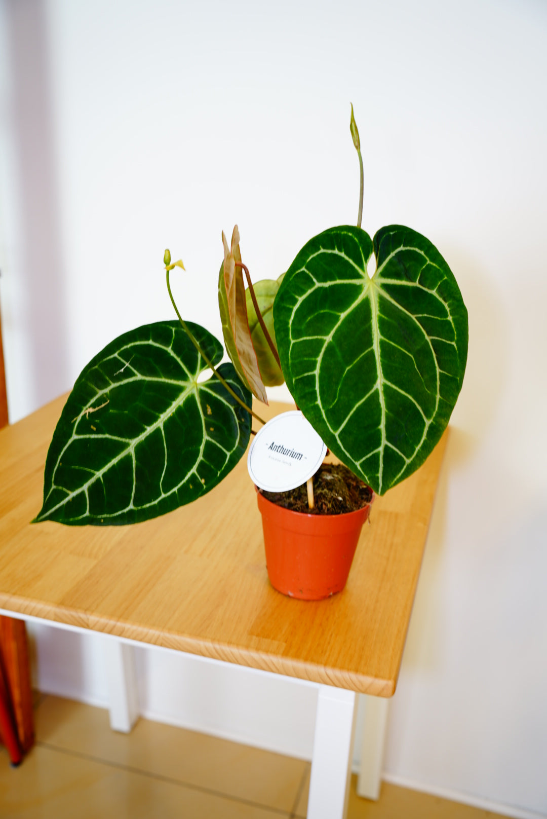 Crystallinum Anthurium