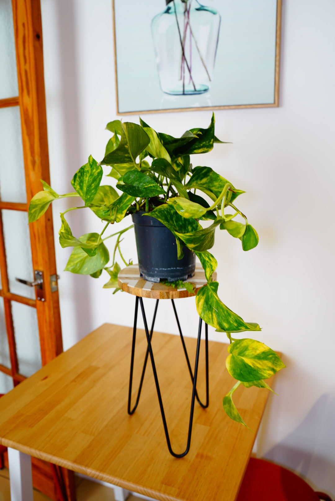 Golden Pothos (Epipremnum pinnatum 'Aureum')