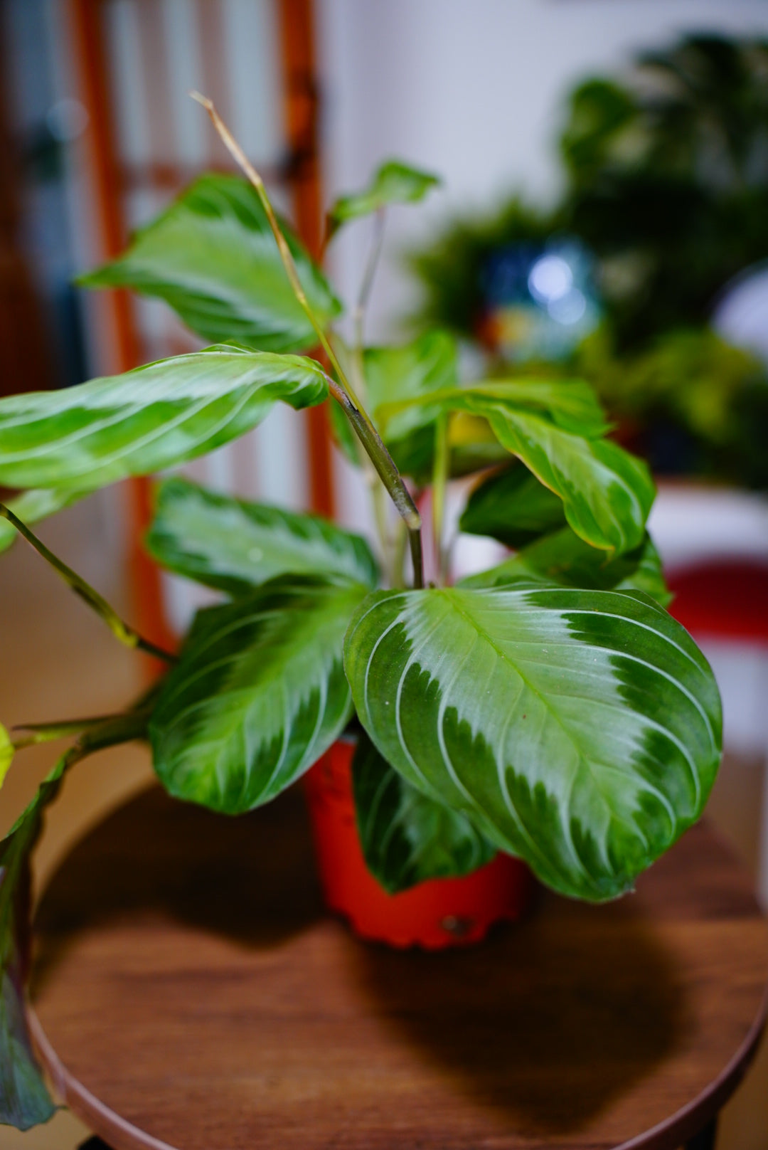 Silver Band Prayer Plant (Maranta leuconeura 'Silver Band')