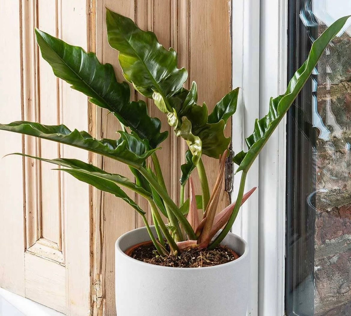 Narrow Escape Philodendron