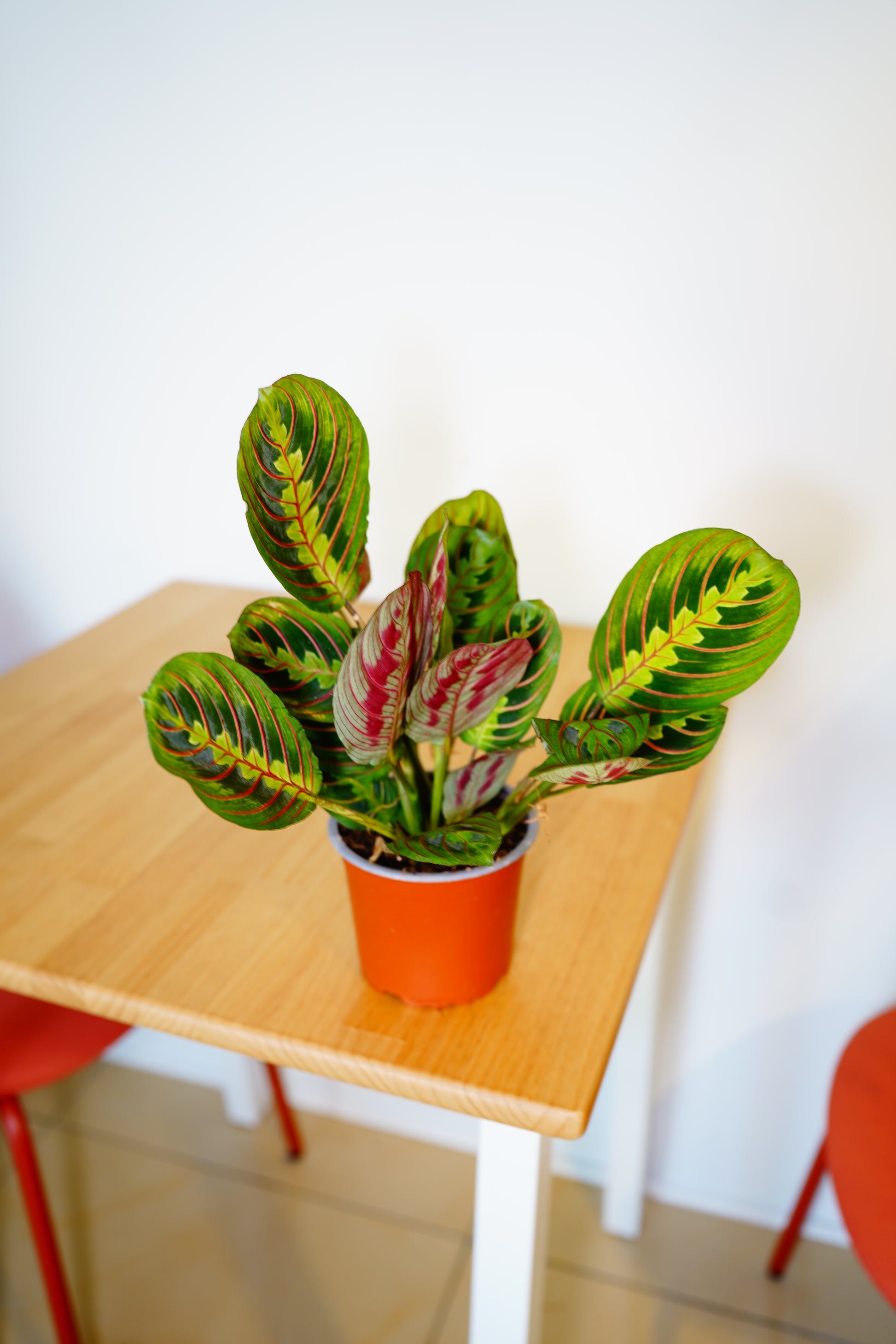 Tricolor Prayer Plant (Maranta leuconeura 'Fascinator')