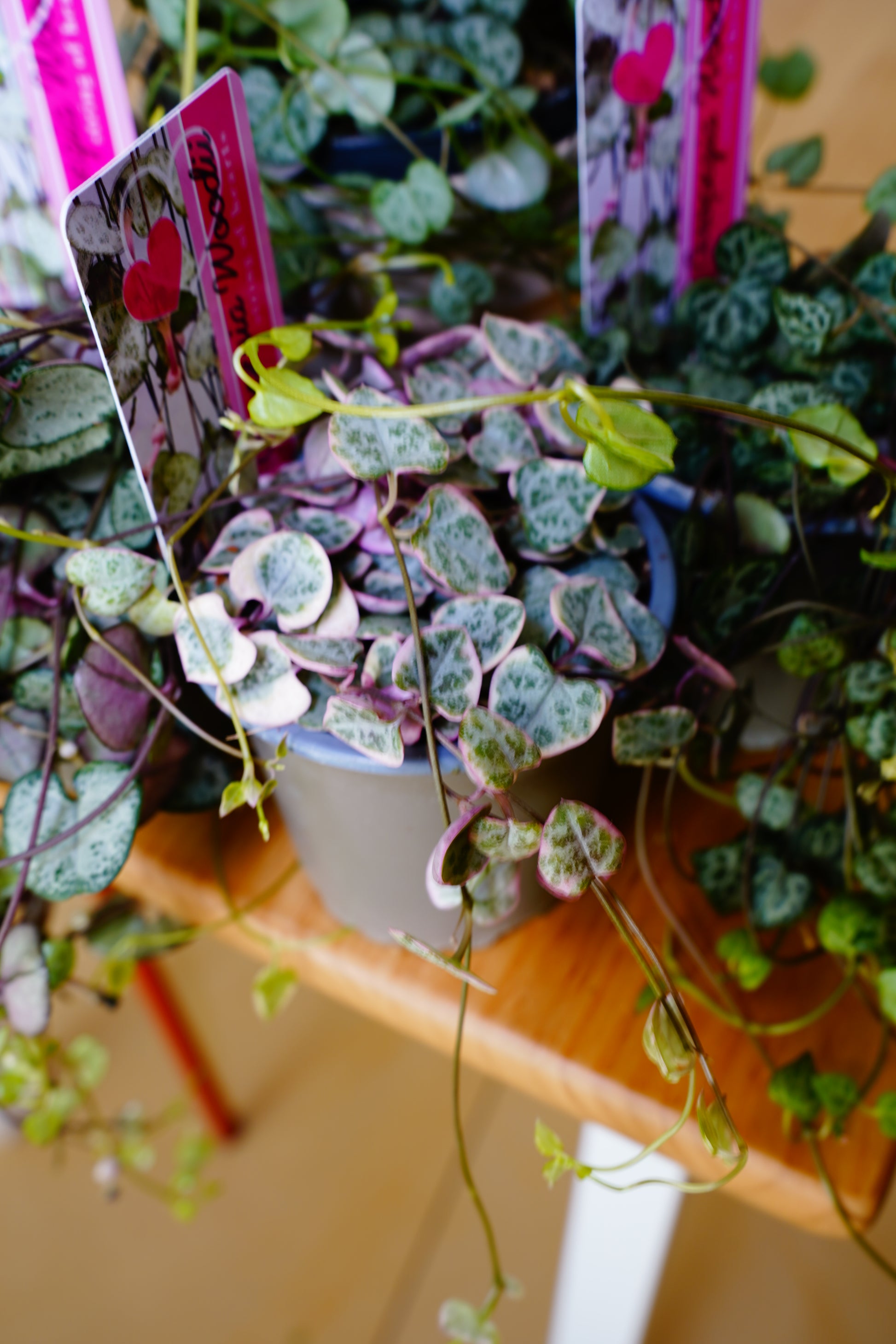 String of Hearts (Ceropegia woodii)
