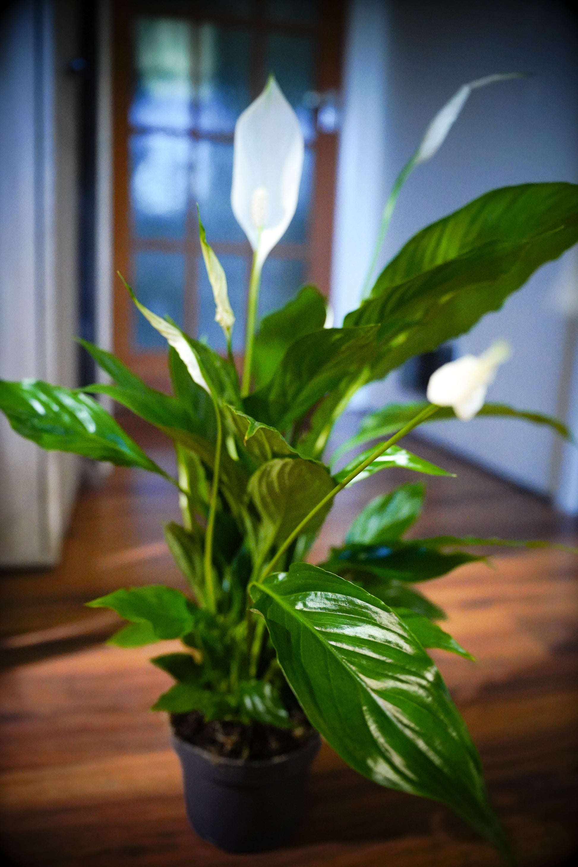 Peace Lily (Spathiphyllum)