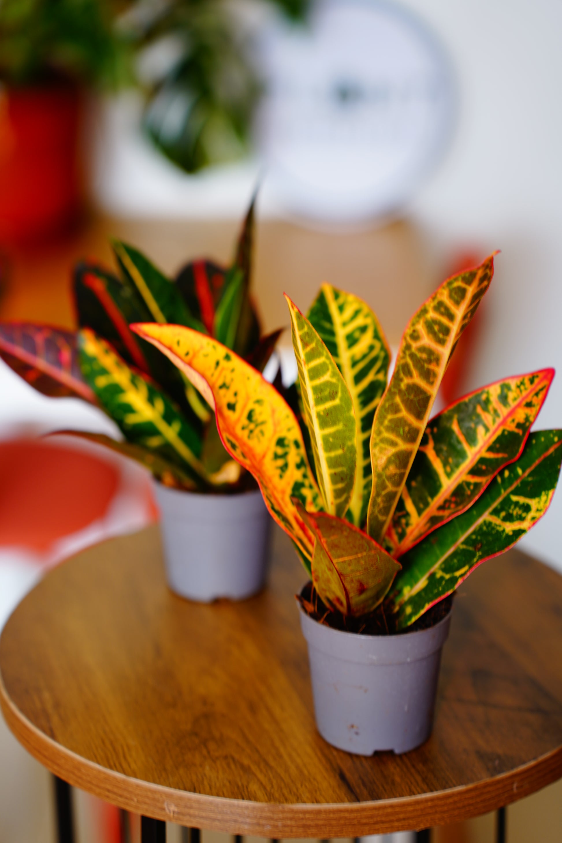 Croton (Codiaeum variegatum)