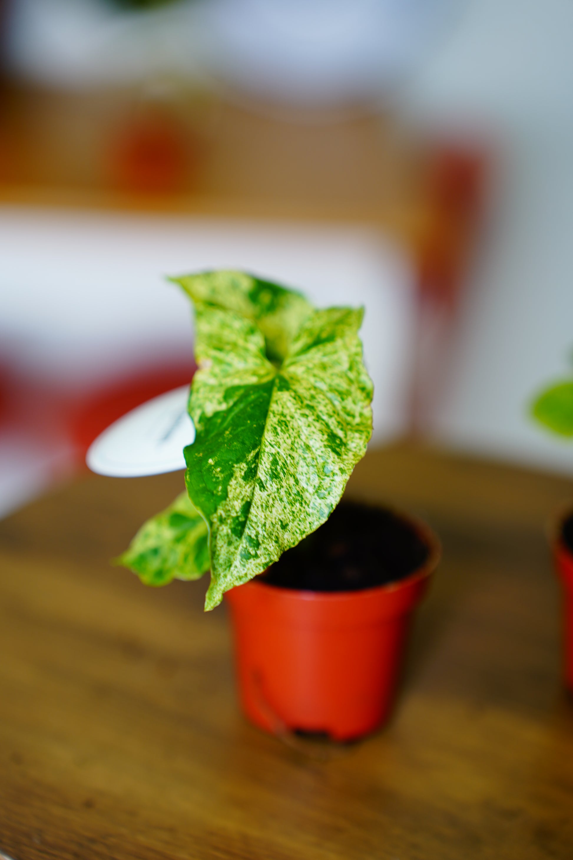 Arrowhead Vine (Syngonium podophyllum)