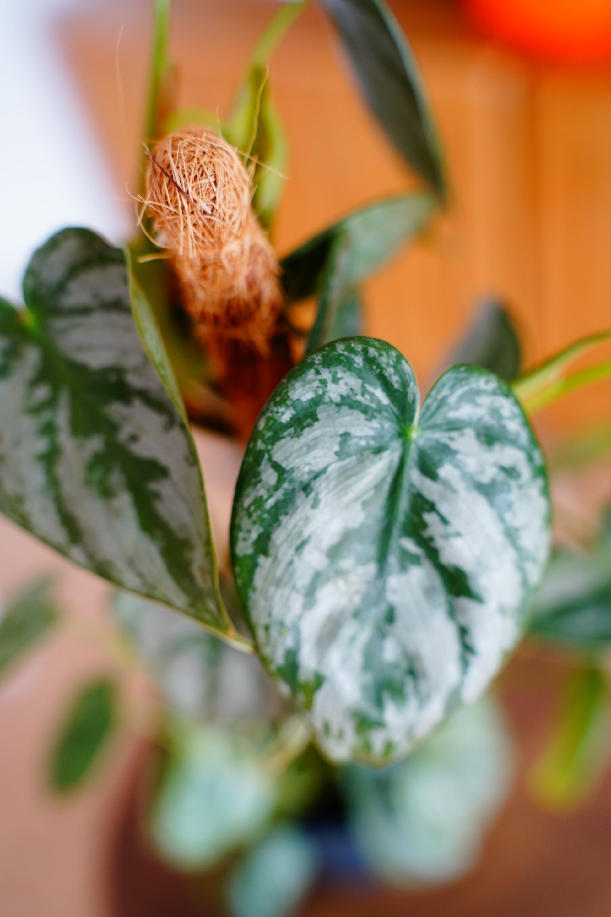 Silver Leaf Philodendron (Philodendron brandtianum)