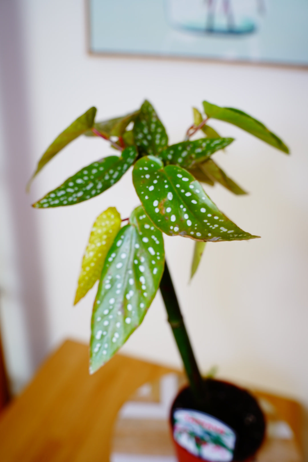 Tamaya Begonia