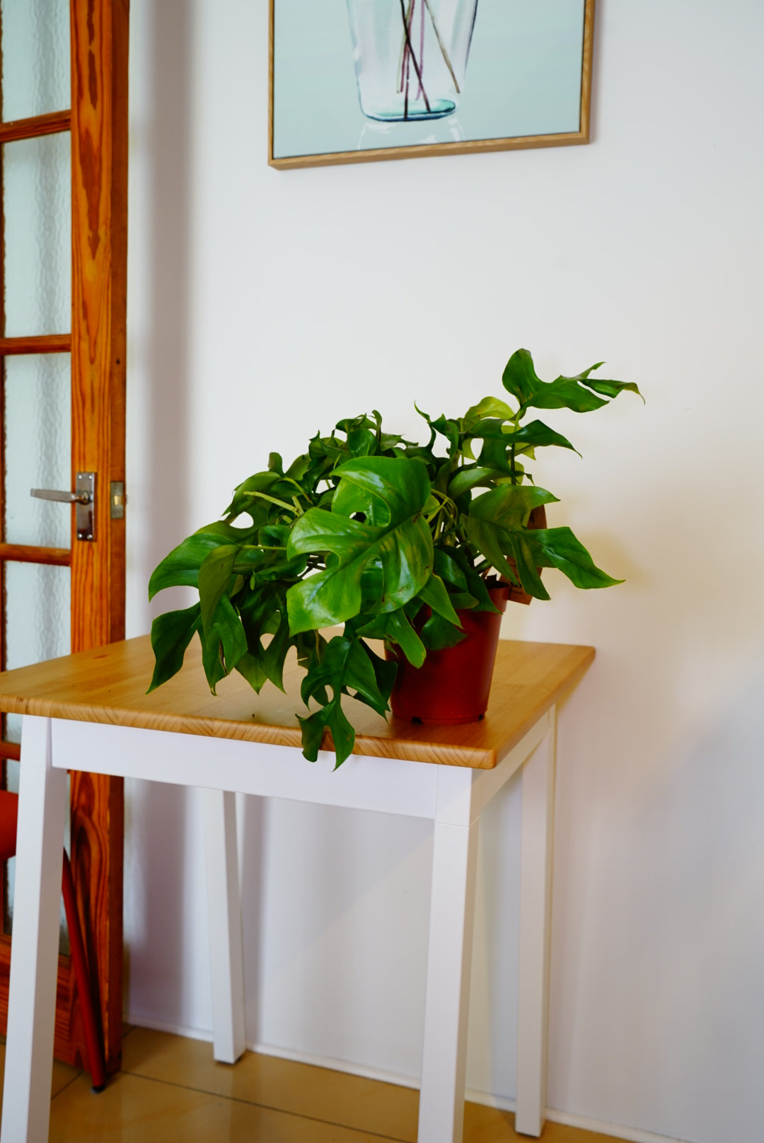Minima Monstera