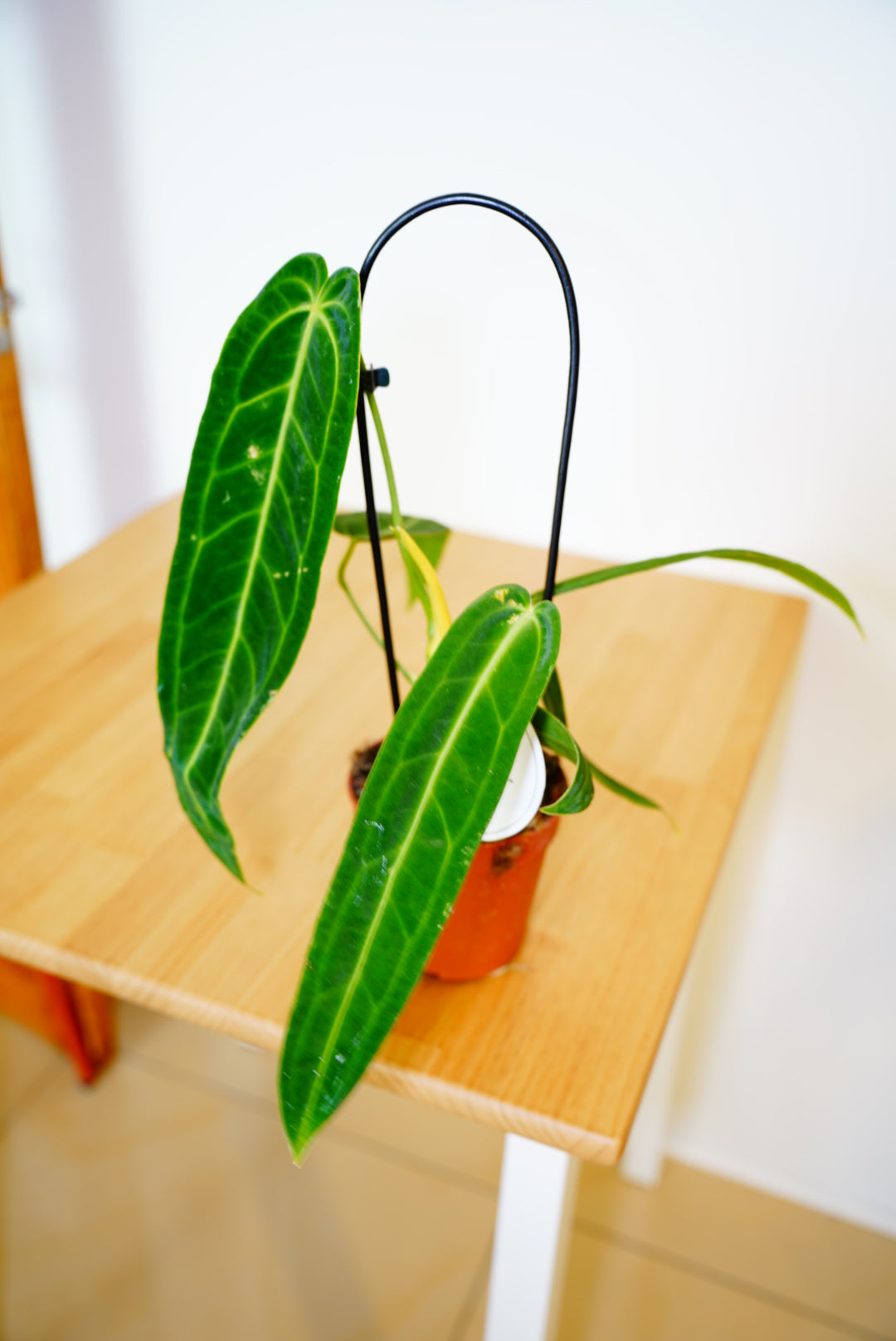 Warocquieanum Anthurium
