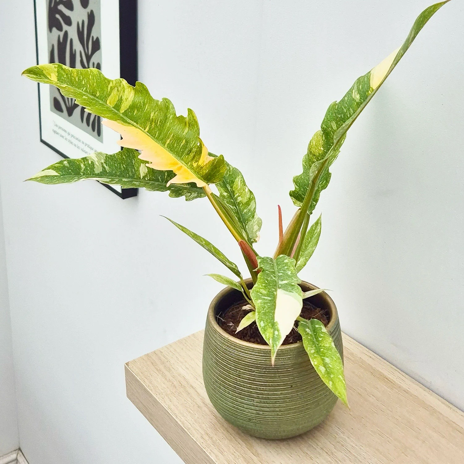 Narrow Ring of Fire Philodendron