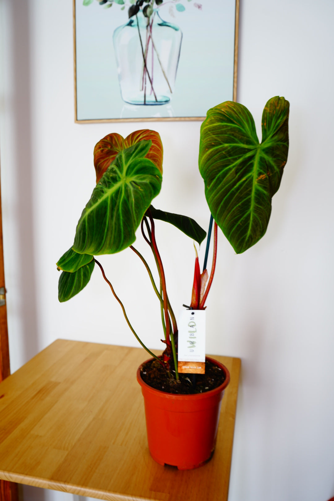 Philodendron El Choco Red (Philodendron rubrijuvenile)