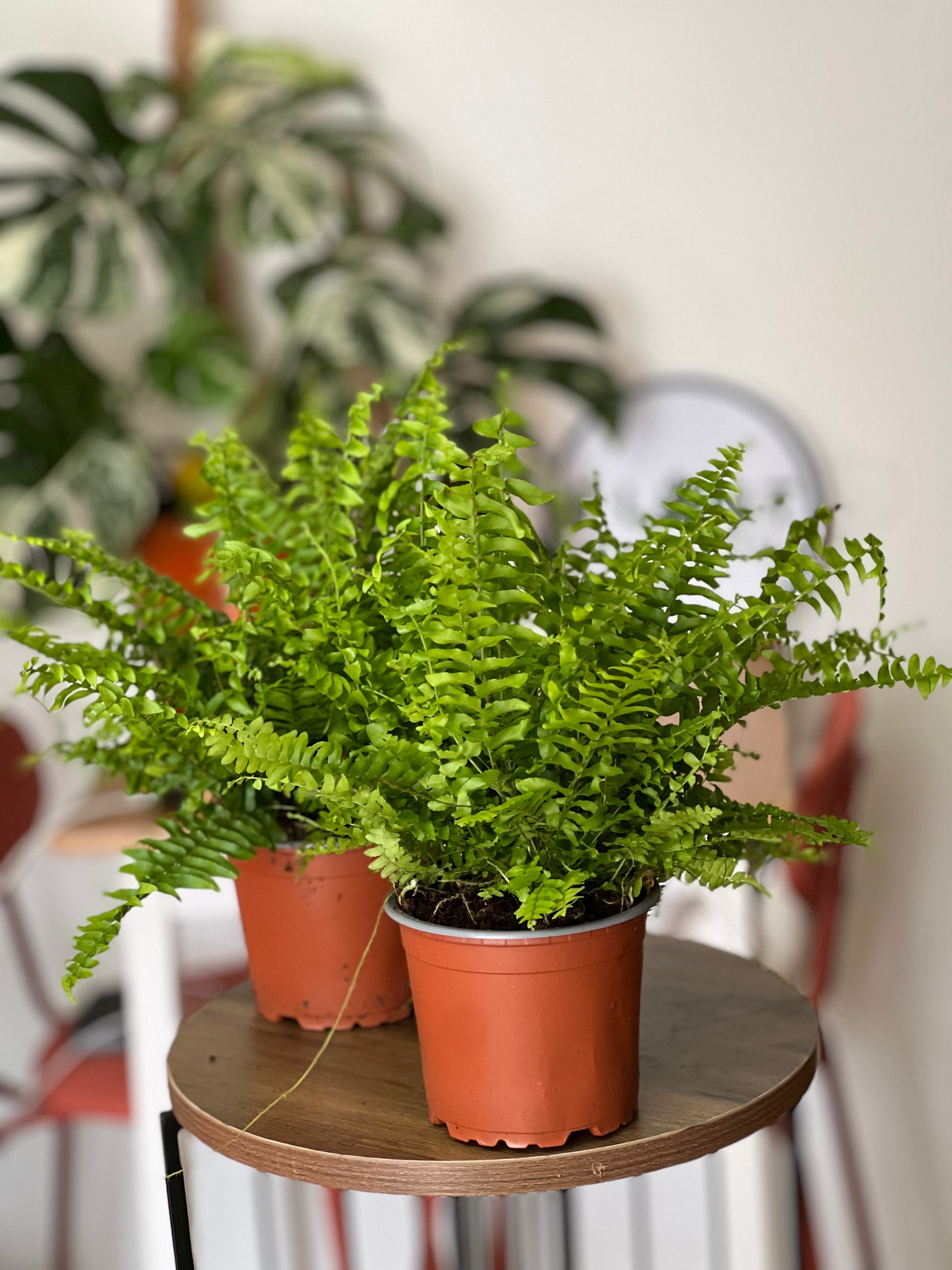 Fancy ๐
Boston Fern (Nephrolepis exaltata) 30cm