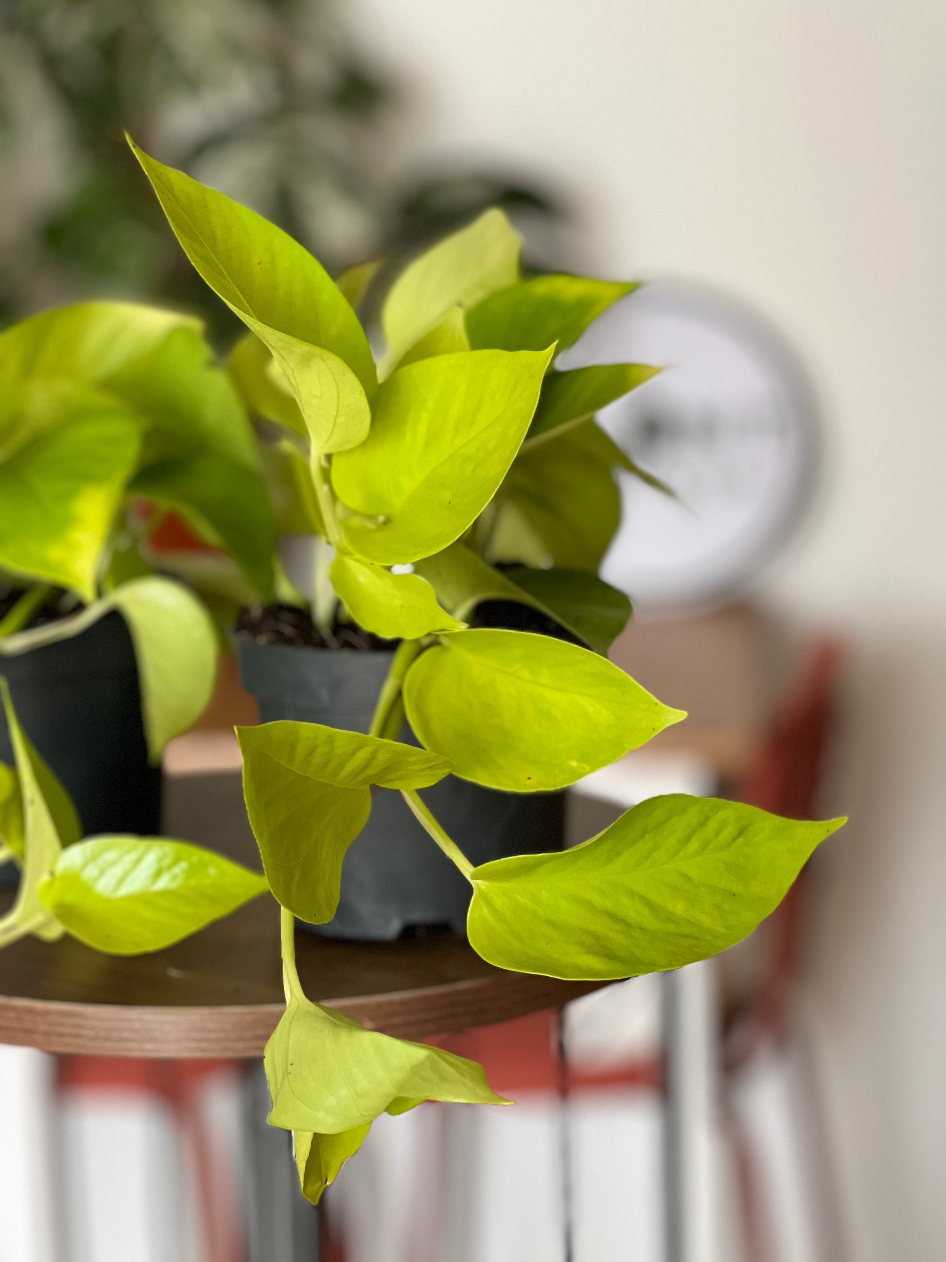 Golden Pothos (Epipremnum aureum 'Golden')