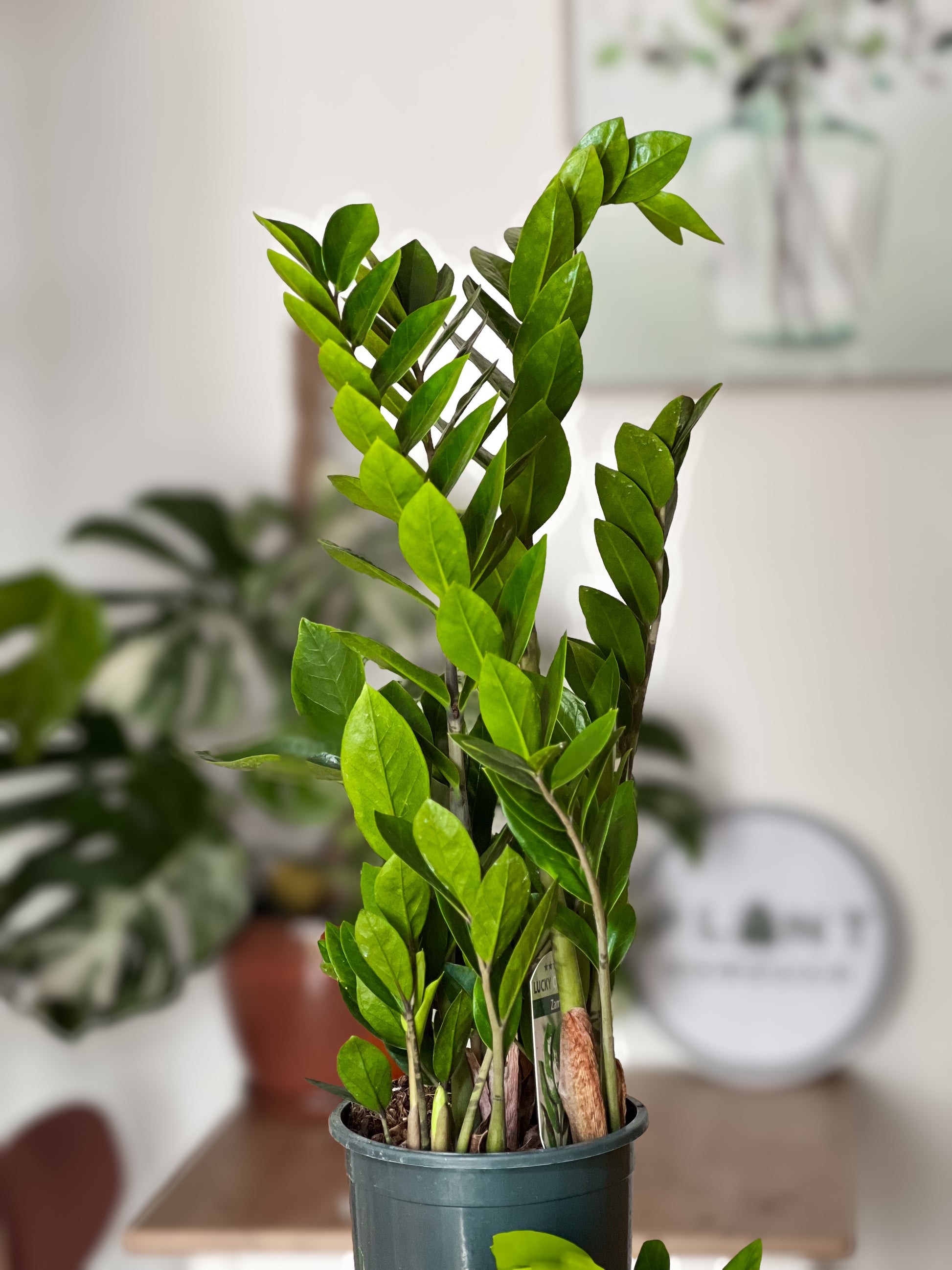 Lucky ZZ Plant (Zamioculcas zamiifolia 'Lucky')