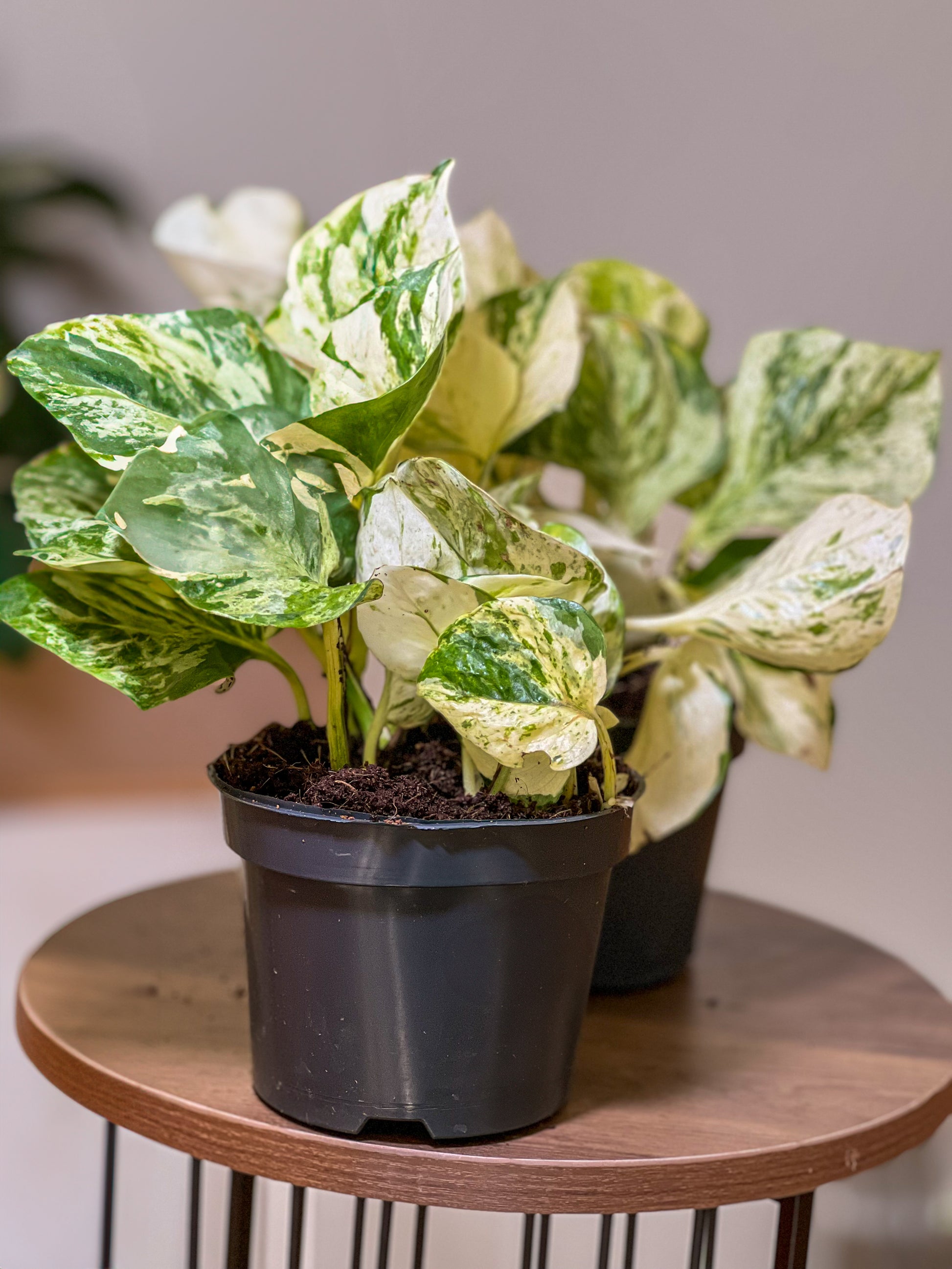 Happy Leaf Pothos (Epipremnum aureum 'Happy Leaf')