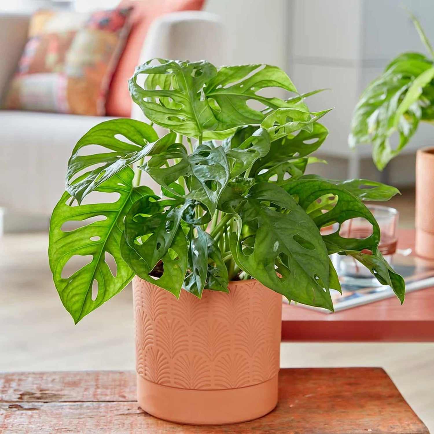 Monkey Mask (Monstera adansonii)