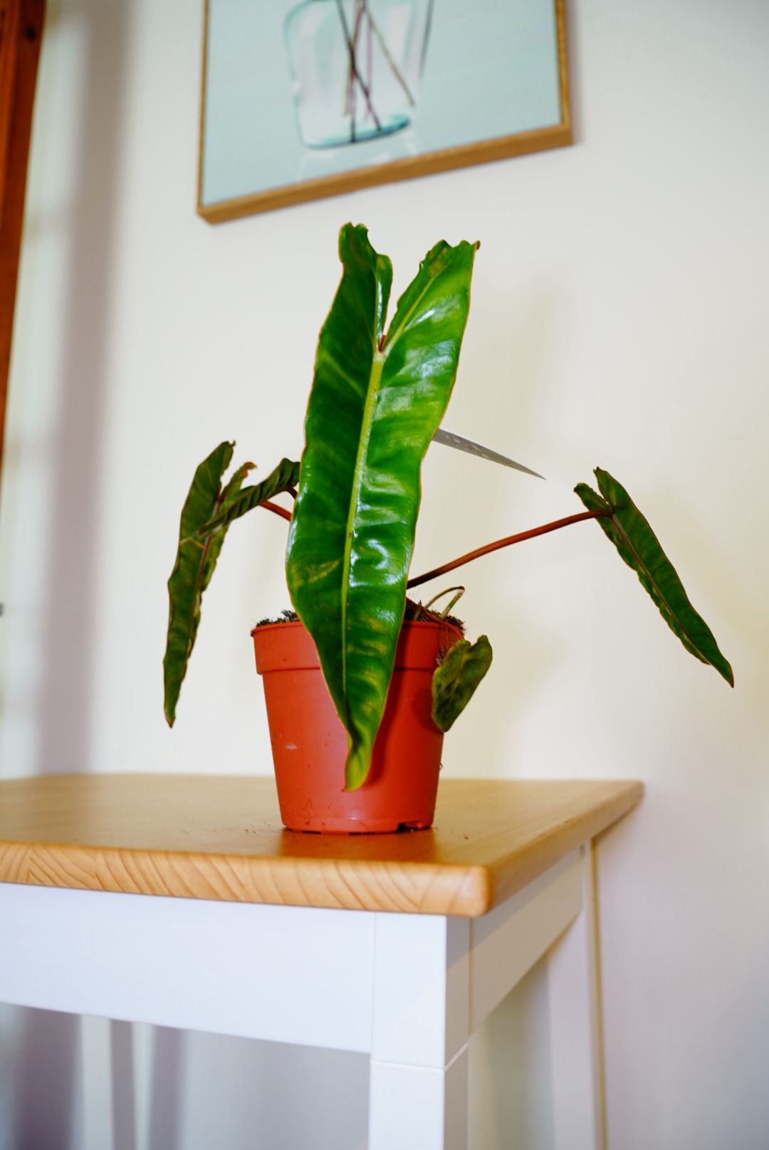 Billietiae Philodendron