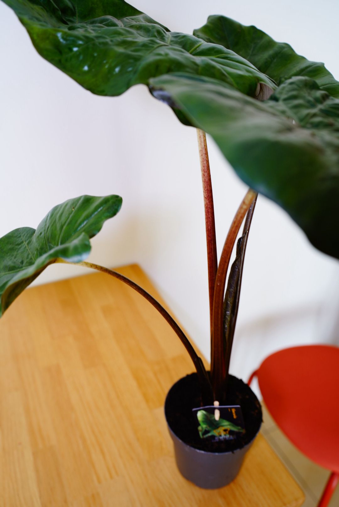 Yucatan Princess Alocasia (Alocasia 'Yucatan Princess')