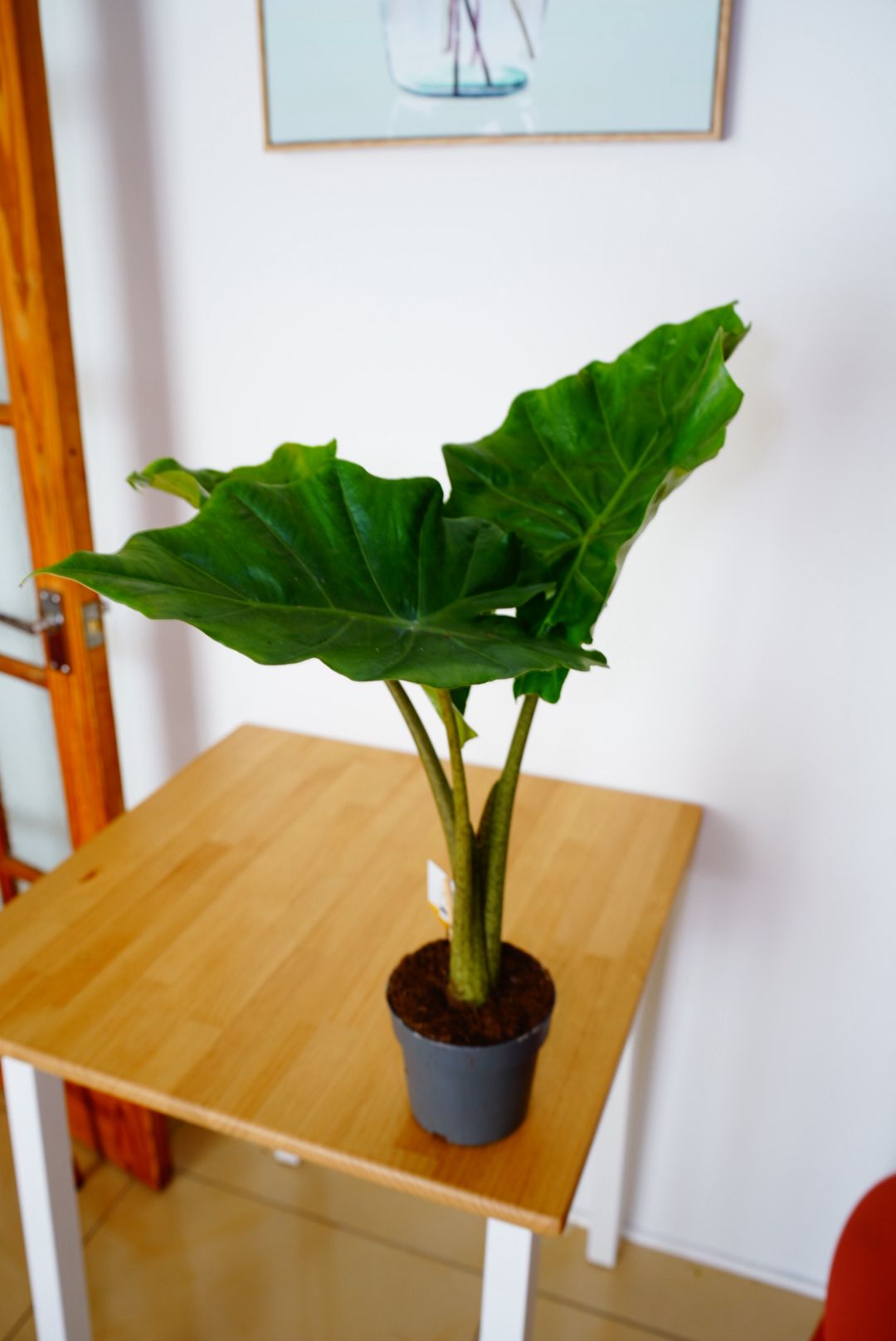 Portodora Alocasia 40cm