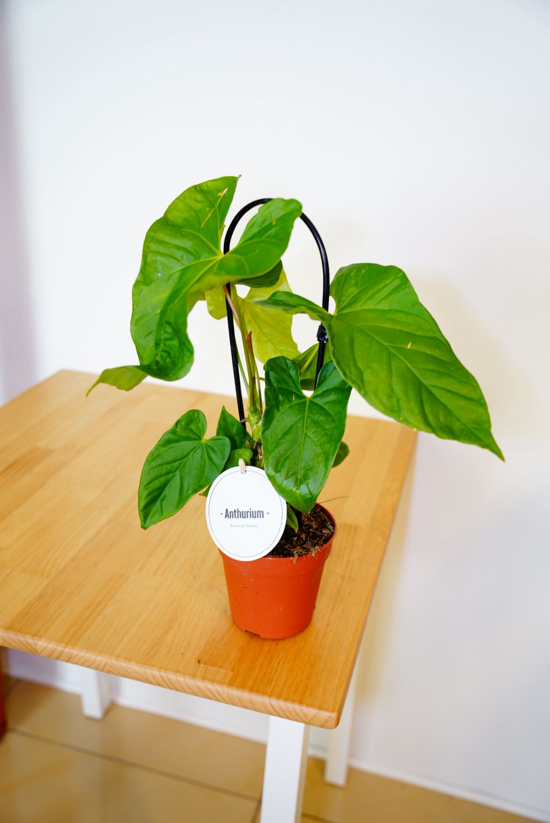 Balaoanum Anthurium