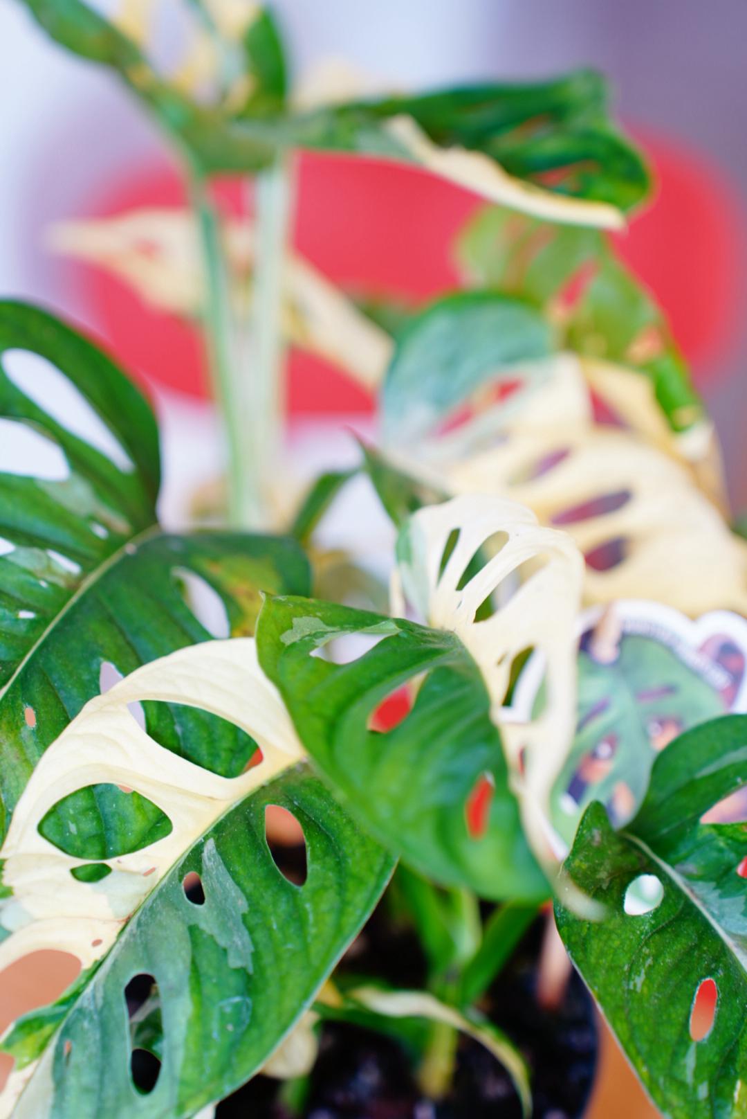 Monkey Japanese Tricolour Monstera