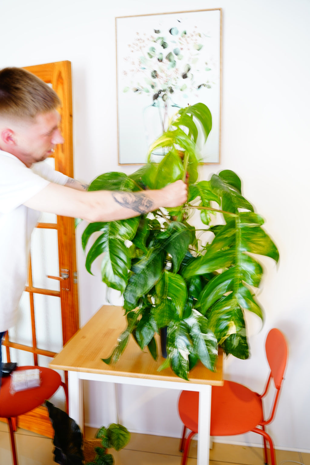 Epipremnum ‘Skeleton Key Variegata’