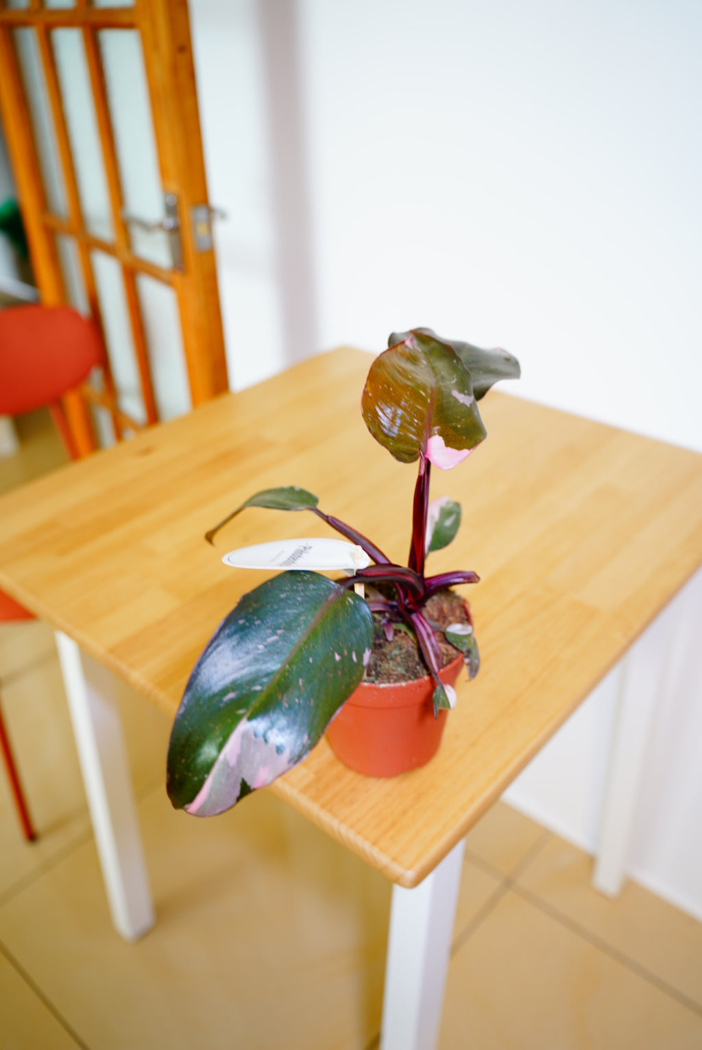 Burgundy Princess Philodendron