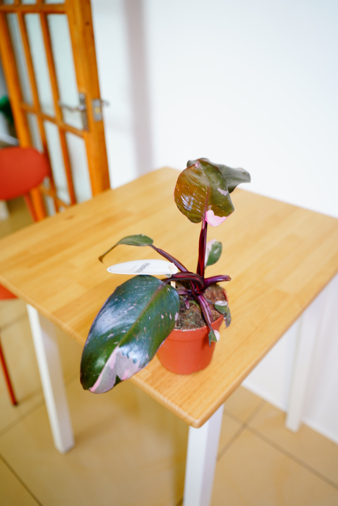 Burgundy Princess Philodendron