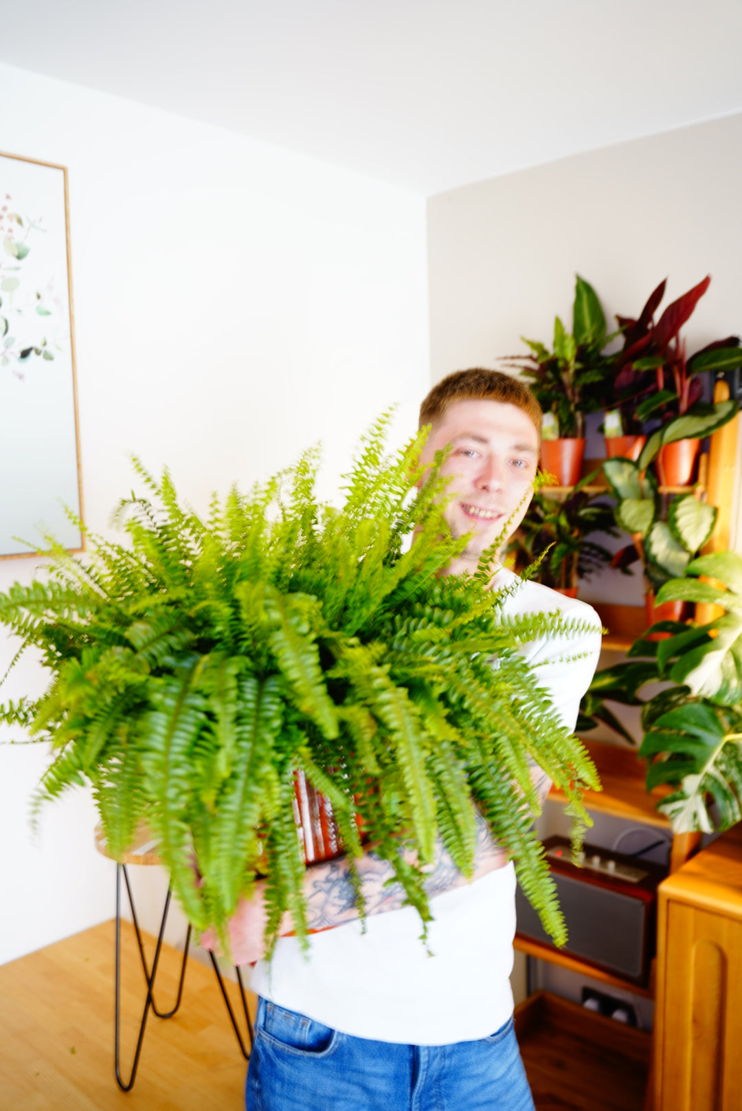 Fancy 💅 Boston Fern (Nephrolepis exaltata) 60cm