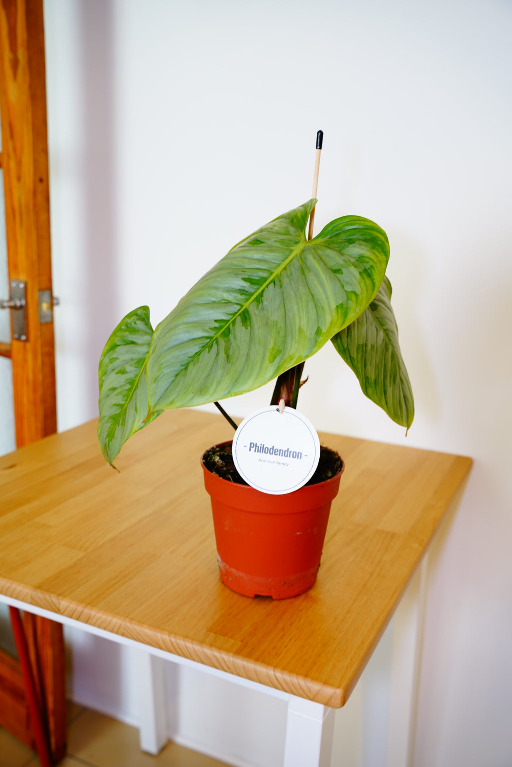 Sodiroi Philodendron
