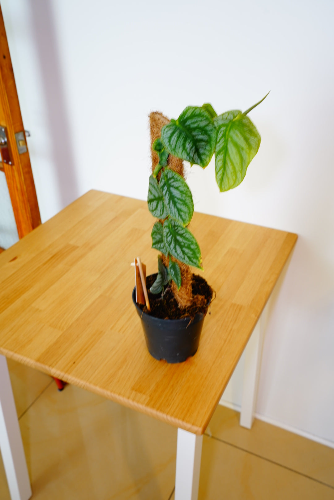 Dubia Monstera Juvenile