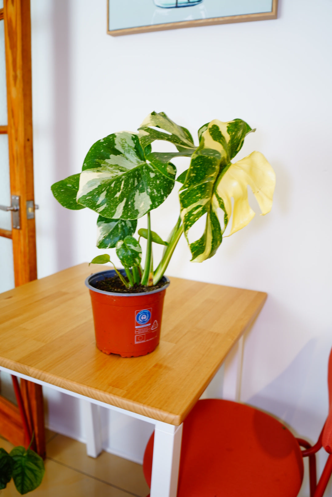 Thai Constellation Monstera deliciosa