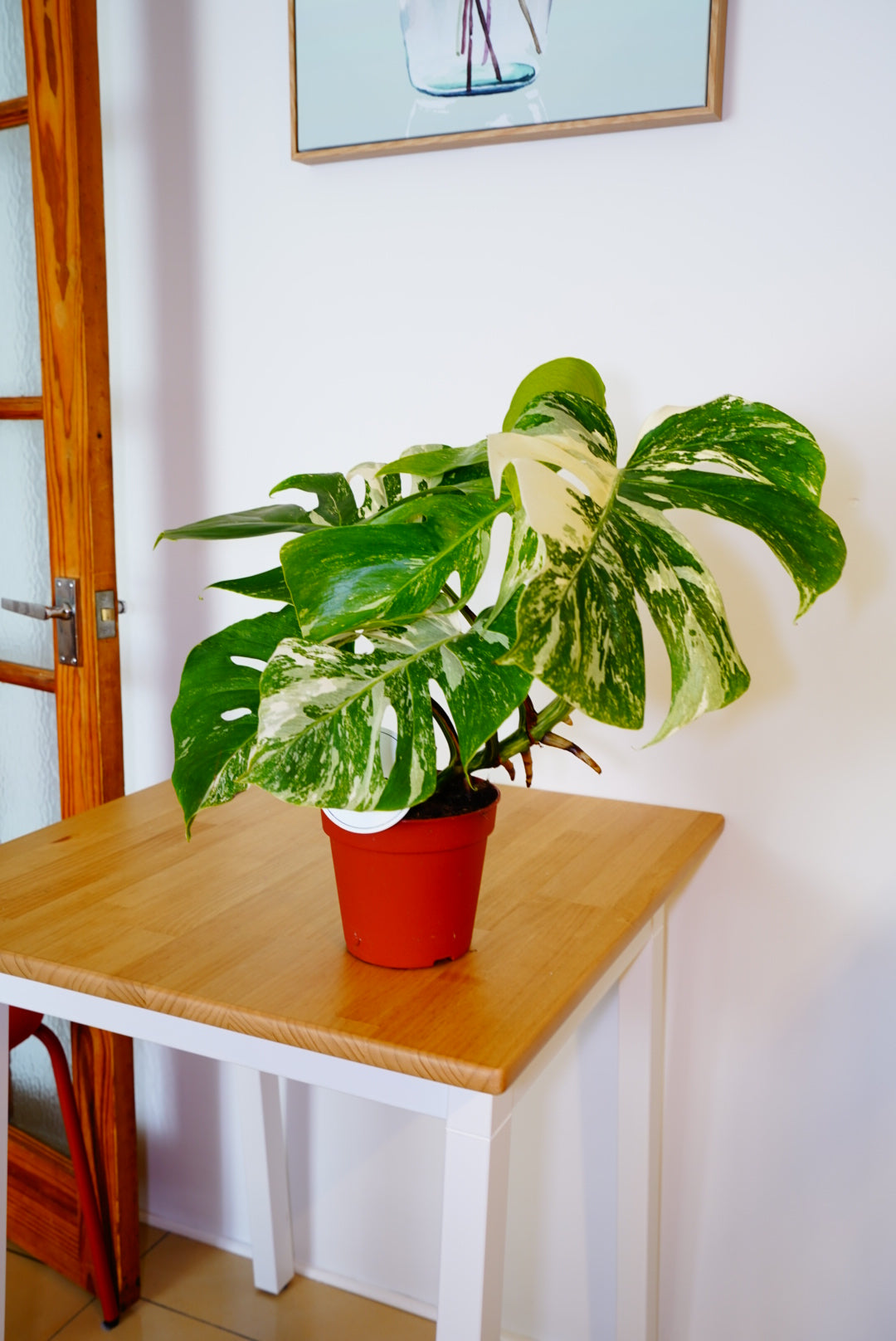 Variegata Monstera deliciosa