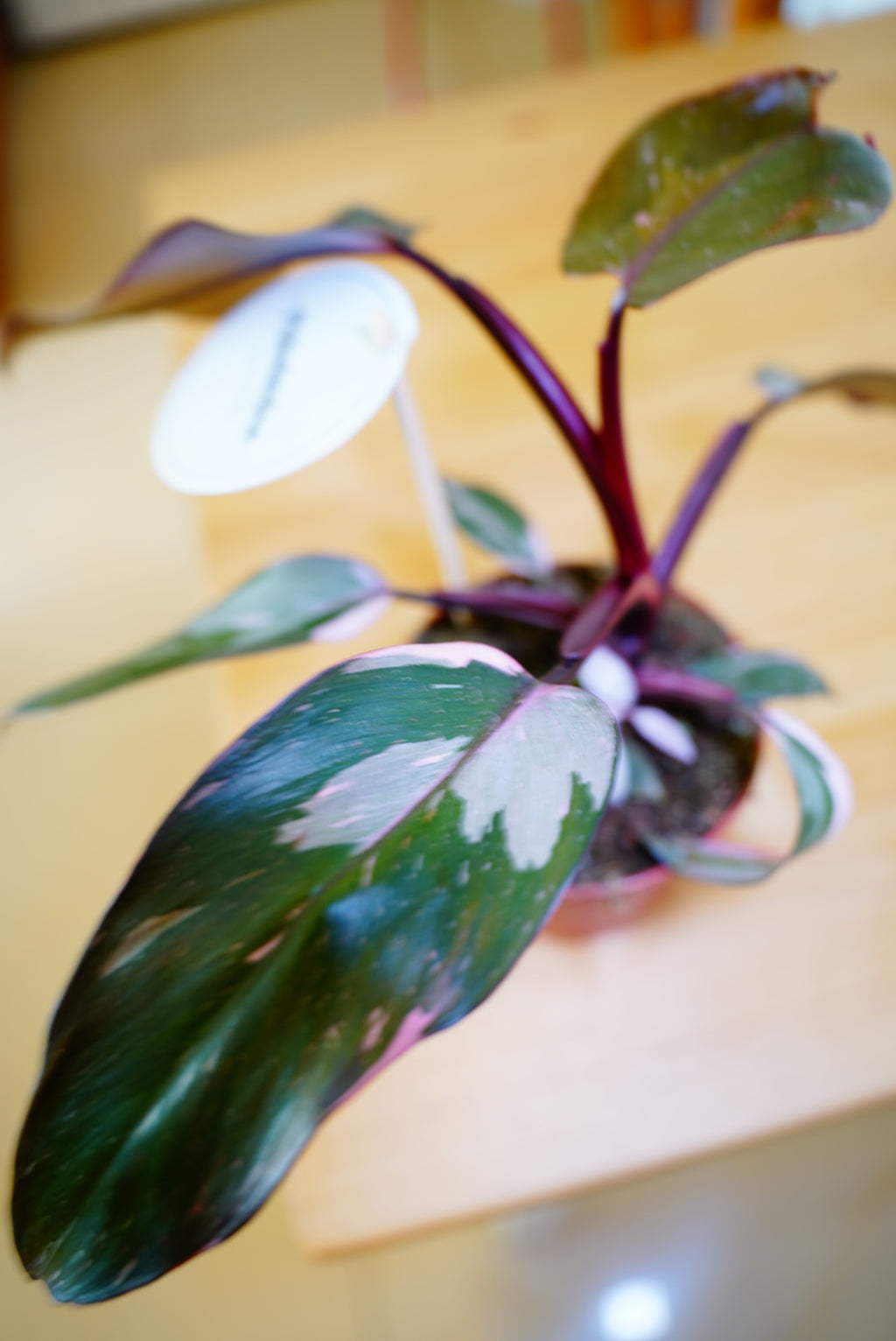 Burgundy Princess Philodendron