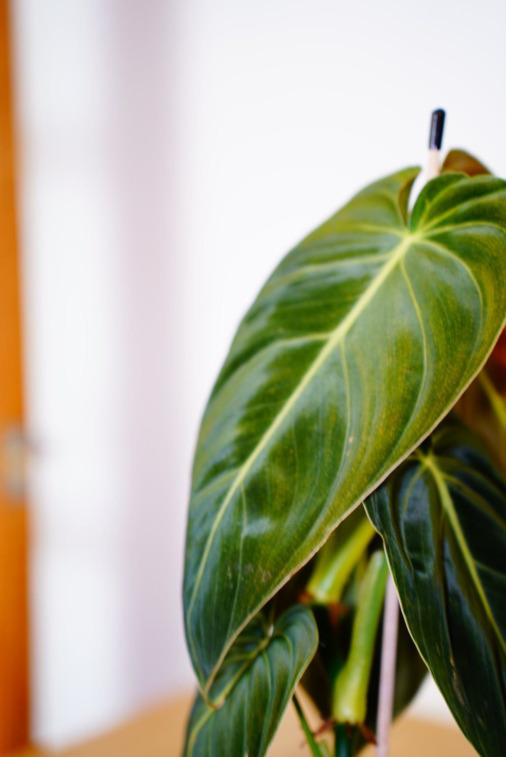 Black Gold Philodendron (Philodendron melanochrysum)