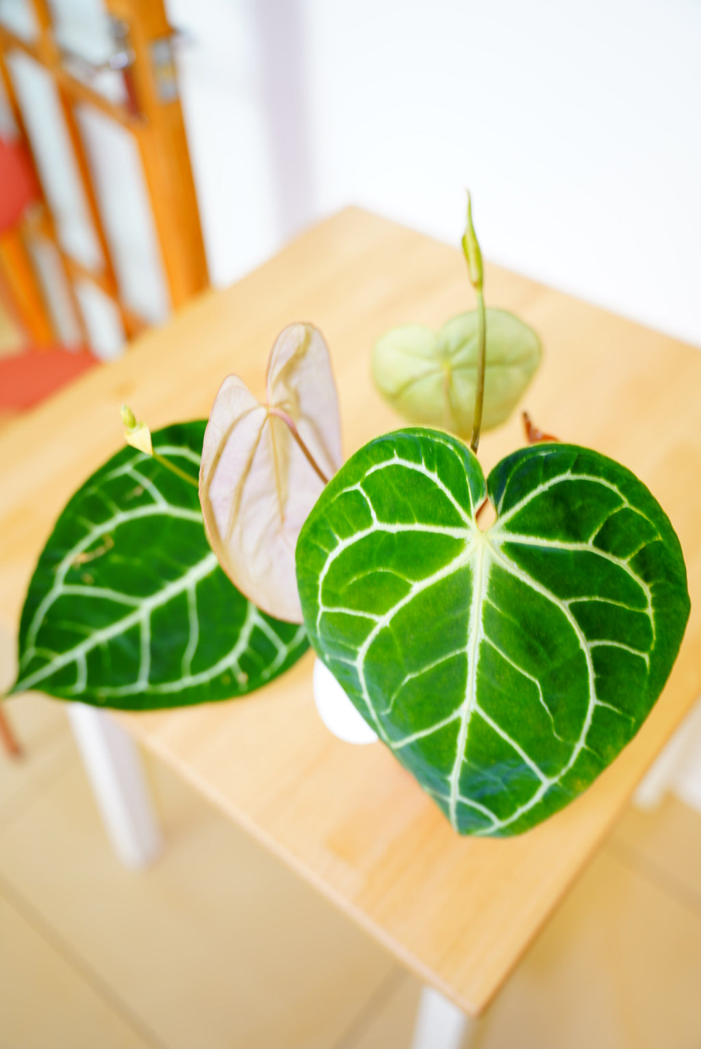 Crystallinum Anthurium