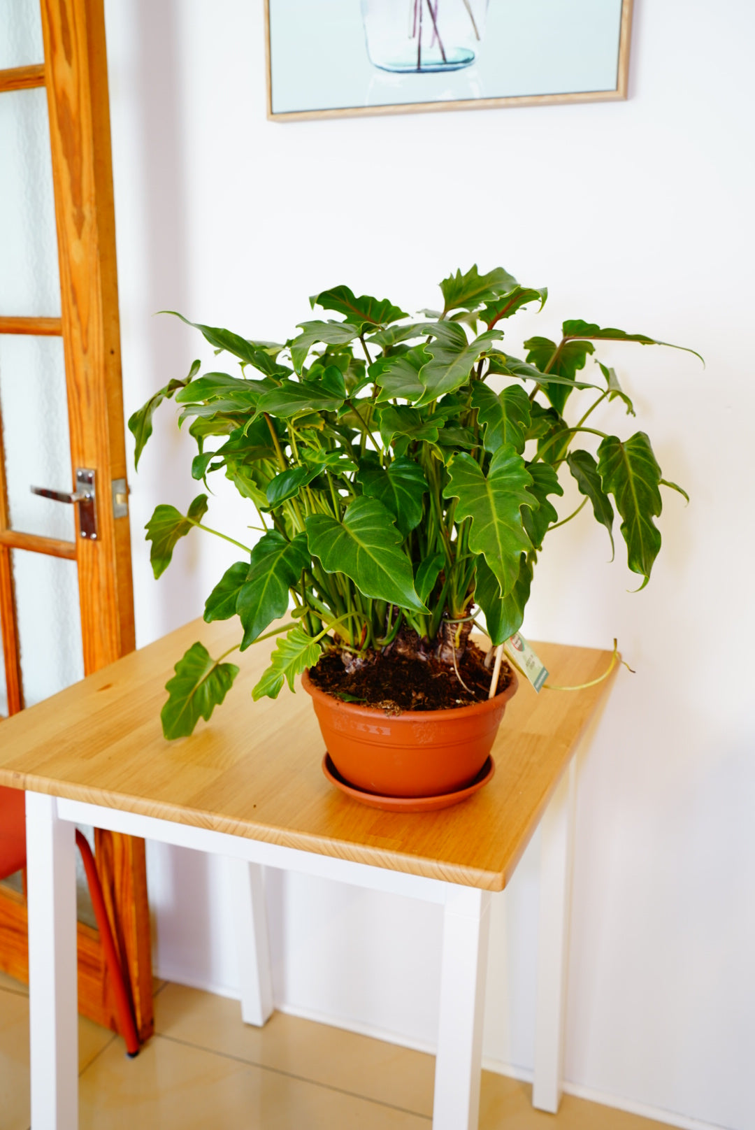 Xanadu Philodendron