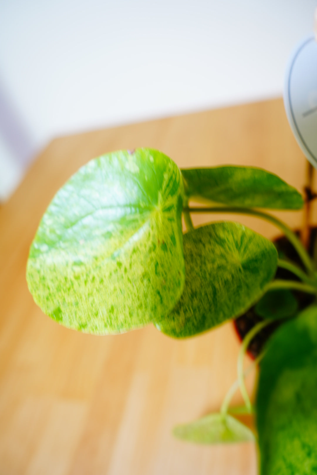 Mojito Pilea (Pilea peperomioides 'Mojito')