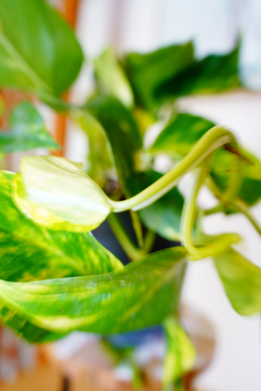 Golden Pothos (Epipremnum pinnatum 'Aureum')