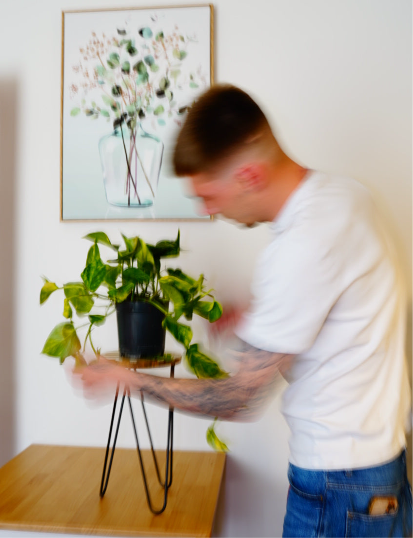 Golden Pothos (Epipremnum pinnatum 'Aureum')