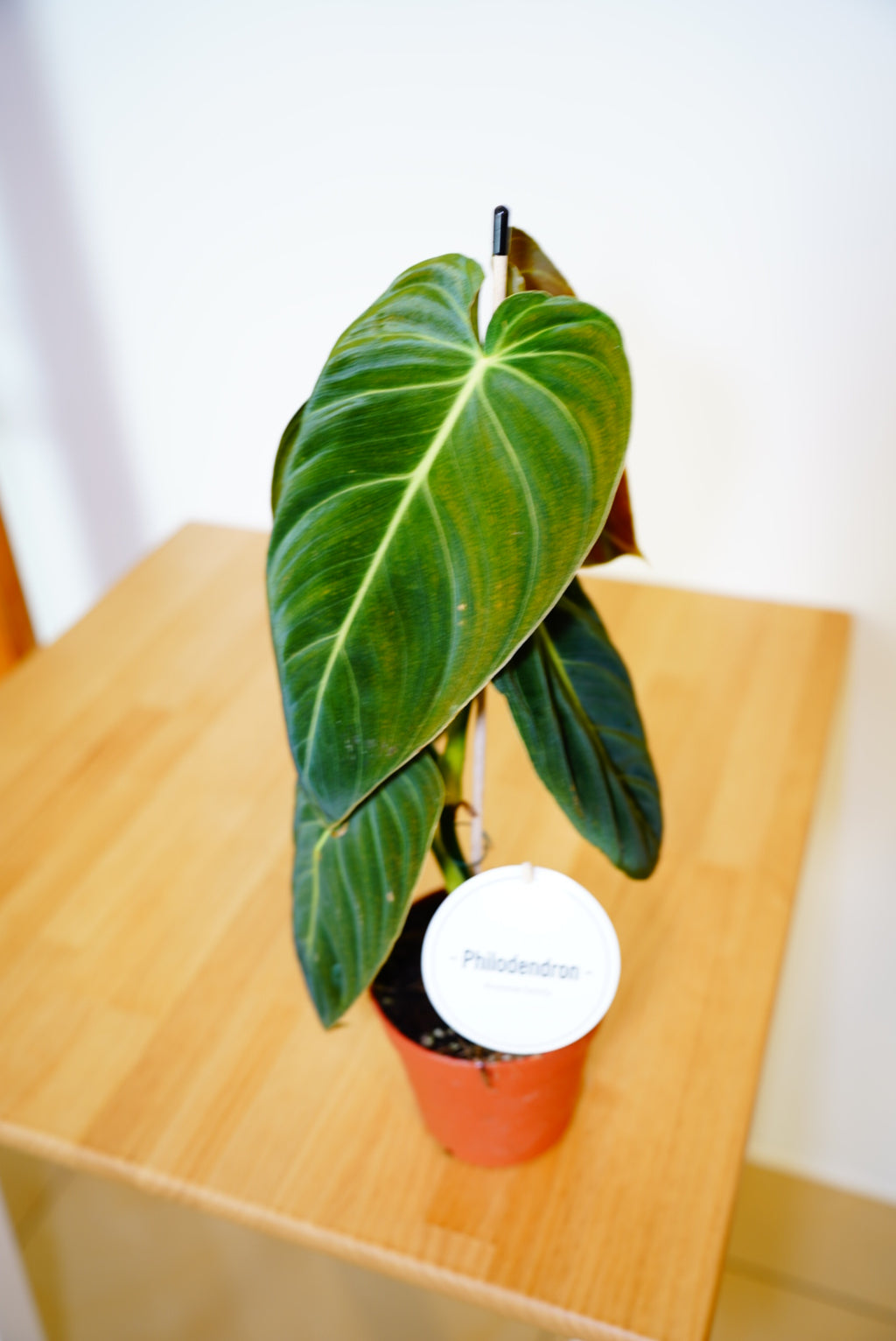 Black Gold Philodendron (Philodendron melanochrysum)