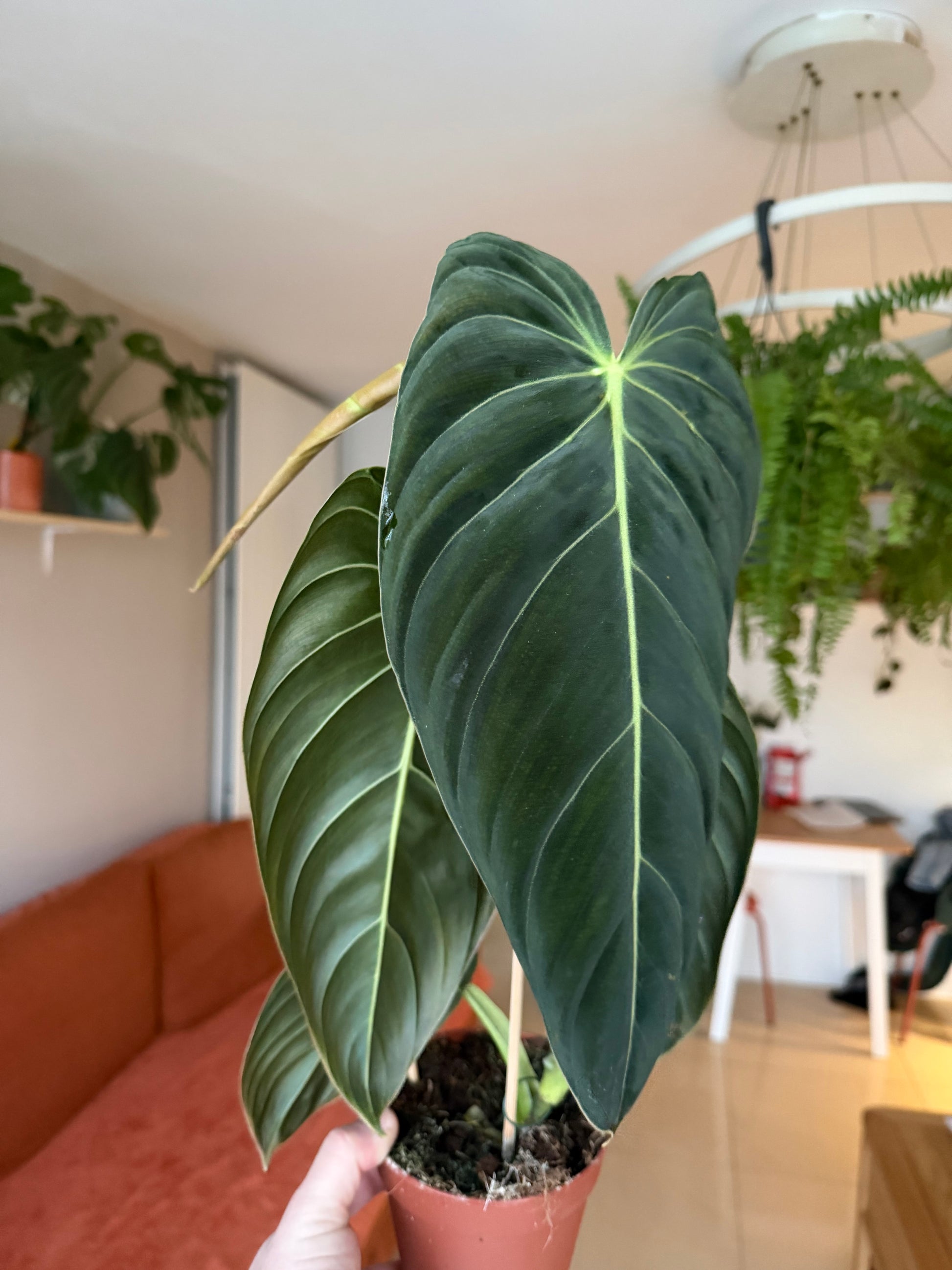 Philodendron melanochrysum 'Black Gold'