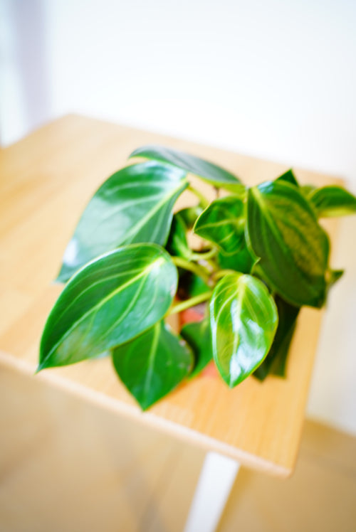 🐾✅  Peperomia vanilla 12cm⌀ - 25cm