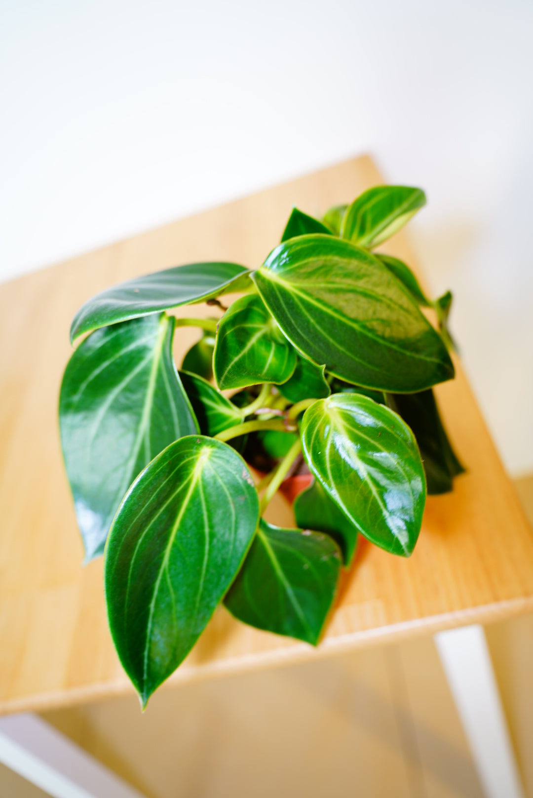 Vanilla Peperomia