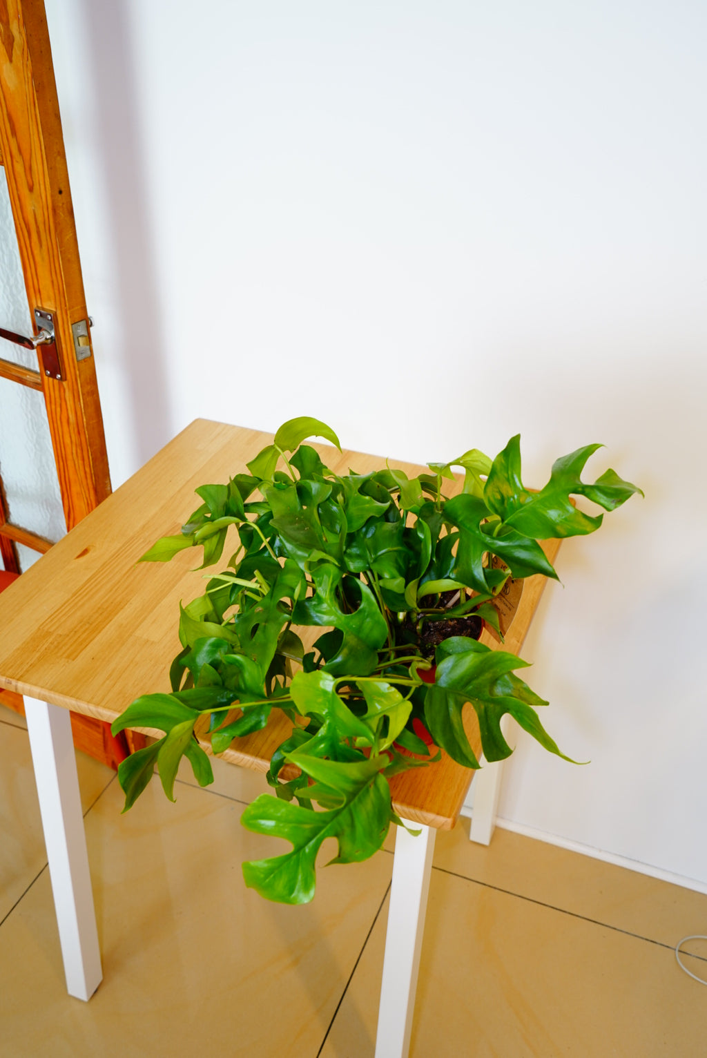 Minima Monstera