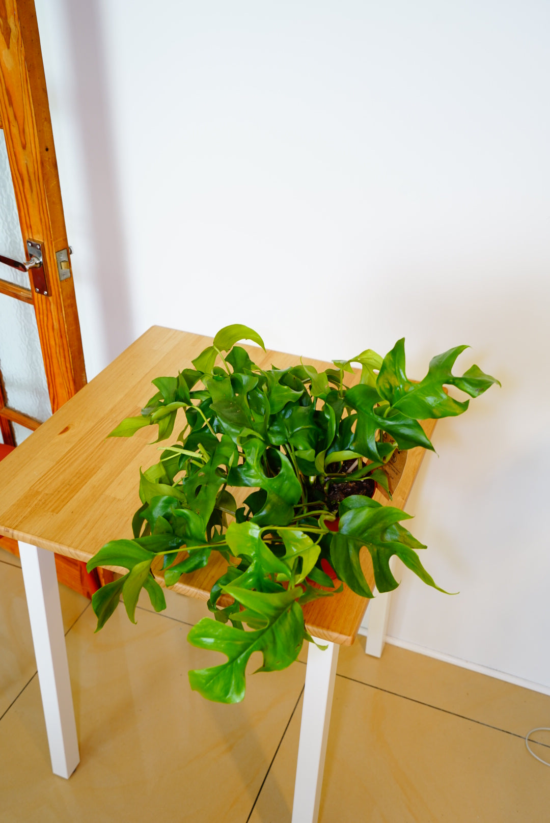 Minima Monstera